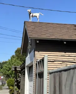 How did it get there – Bizarre moment as dog stands on top of Oakland house